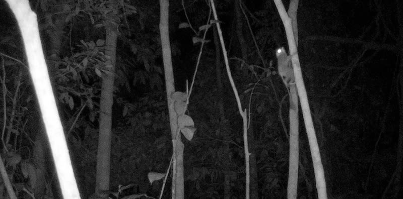 Mencari Keberadaan Satwa Liar dengan Kamera Jebak (Camera Trap)